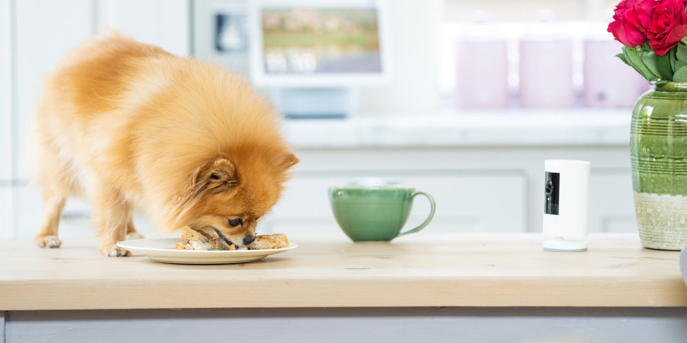 Is Your Dog Guilty of a Pet-ty Crime?