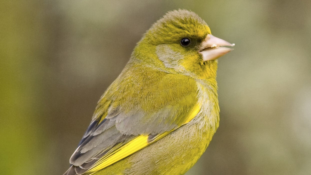 From Home Security to Wildlife Discovery: Ring Teams Up with the RSPB to Help Protect Britain's Birds