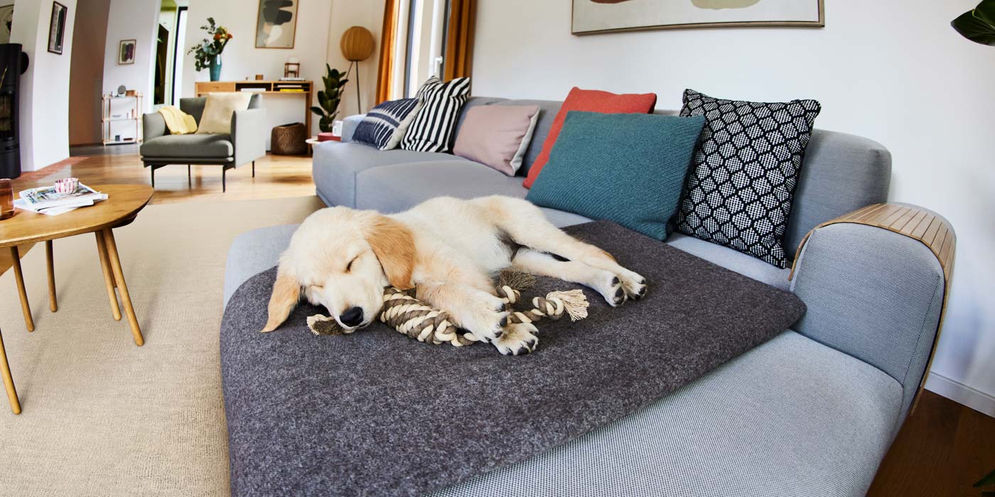 Pet safety tips for when you’re away and your furry friends stay.