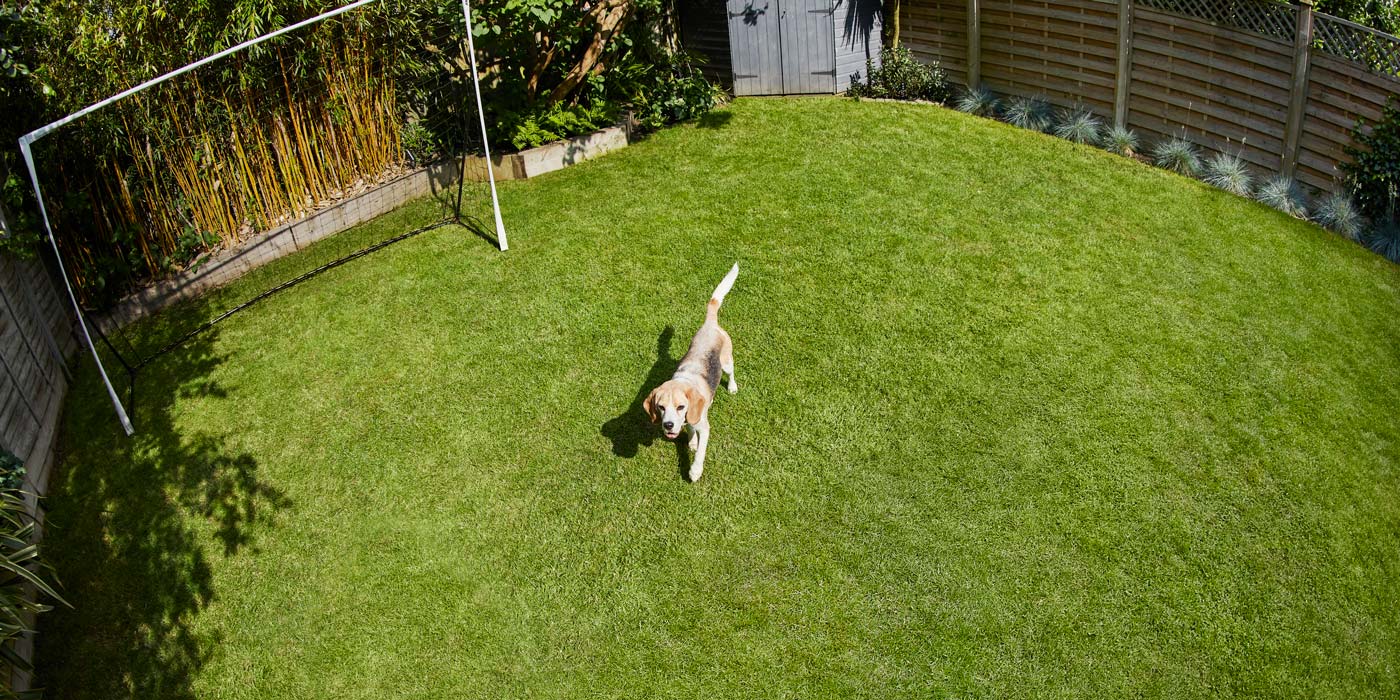 How to prepare for a new dog or cat at home.