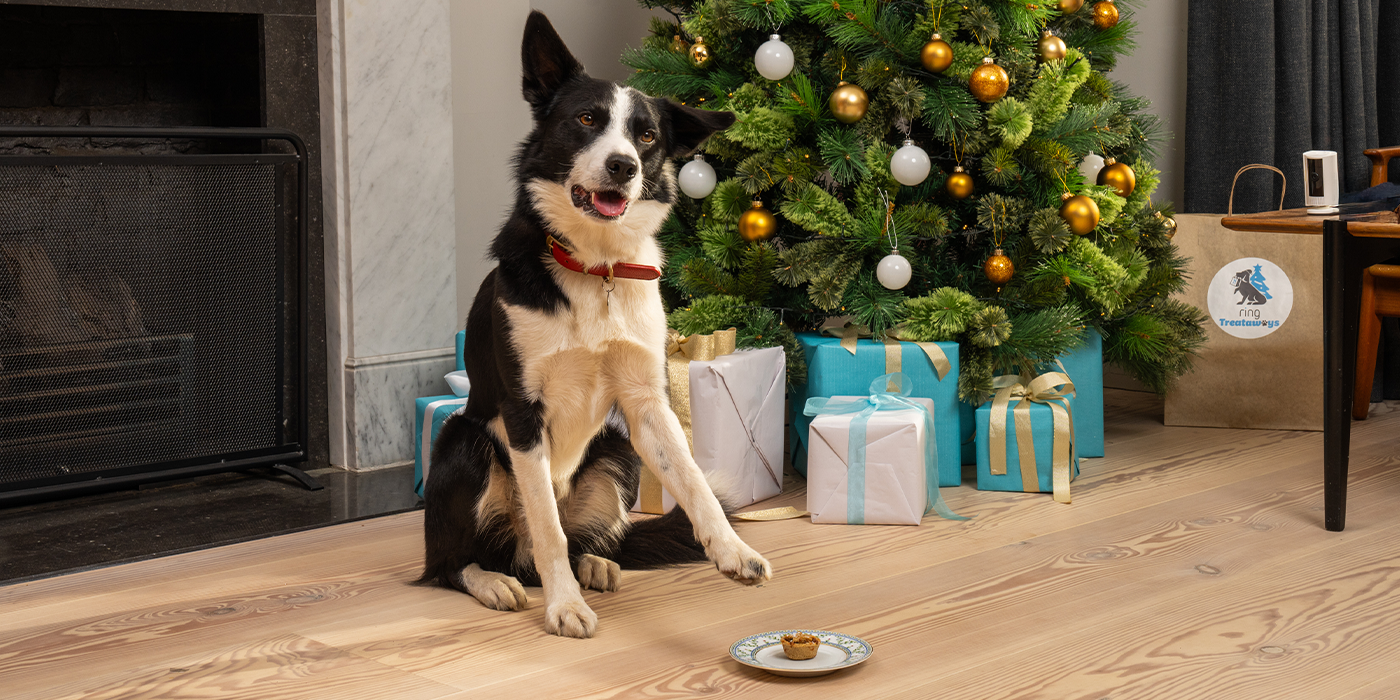 Christmas cheer for deserving dogs.