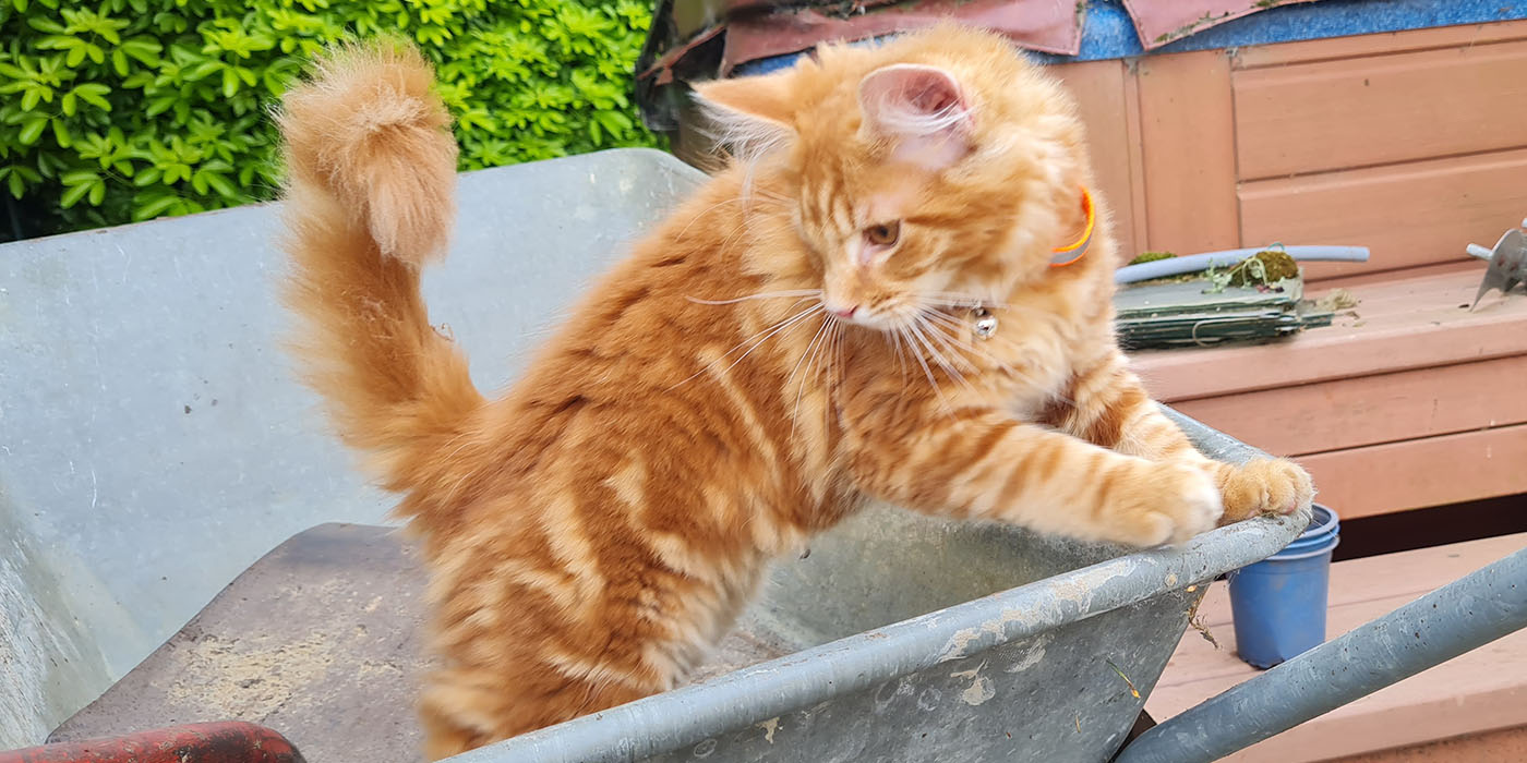 No cat-flap? No problem!