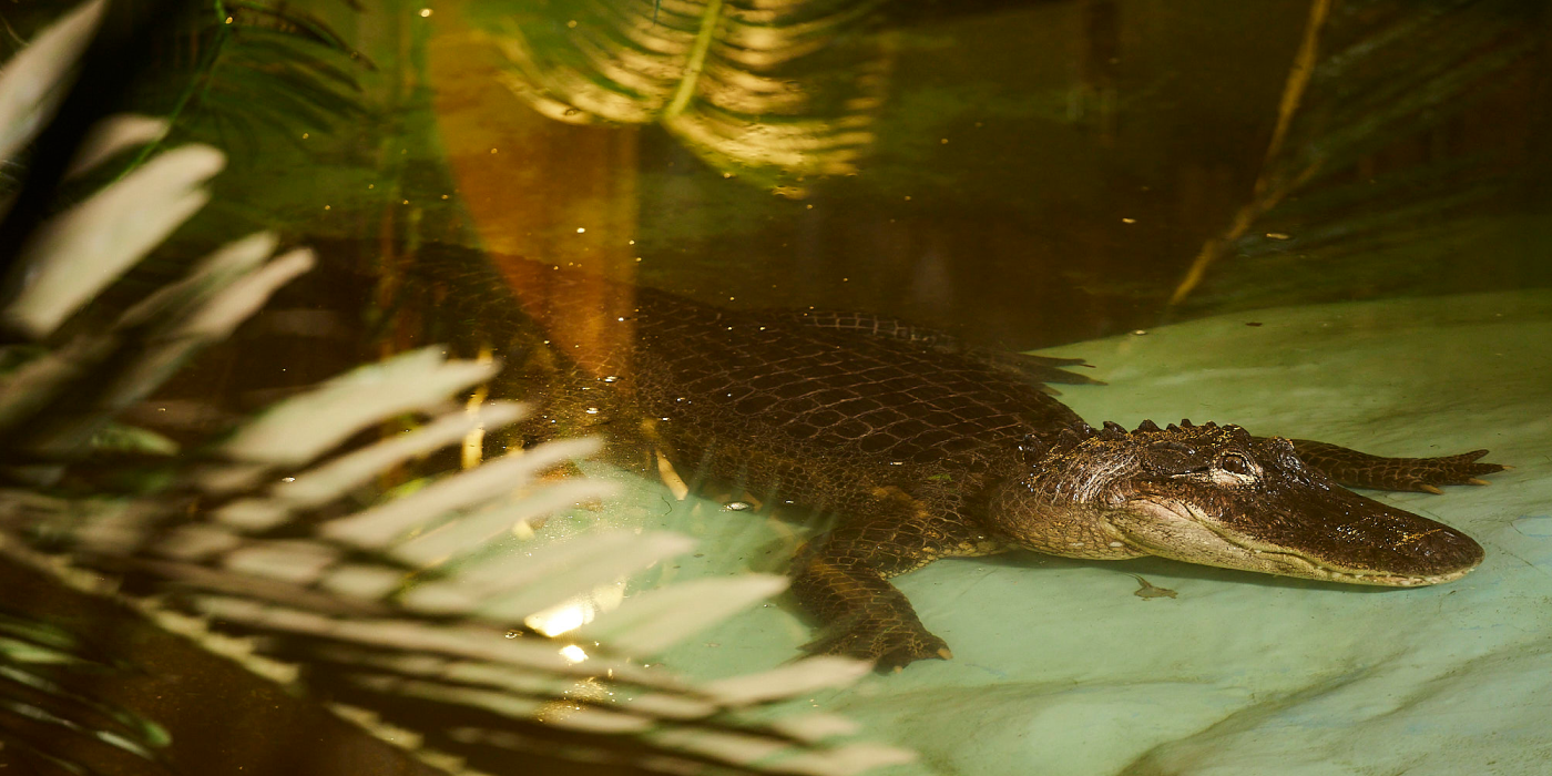 See you later, alligator — curious reptile snaps Ring Security Camera